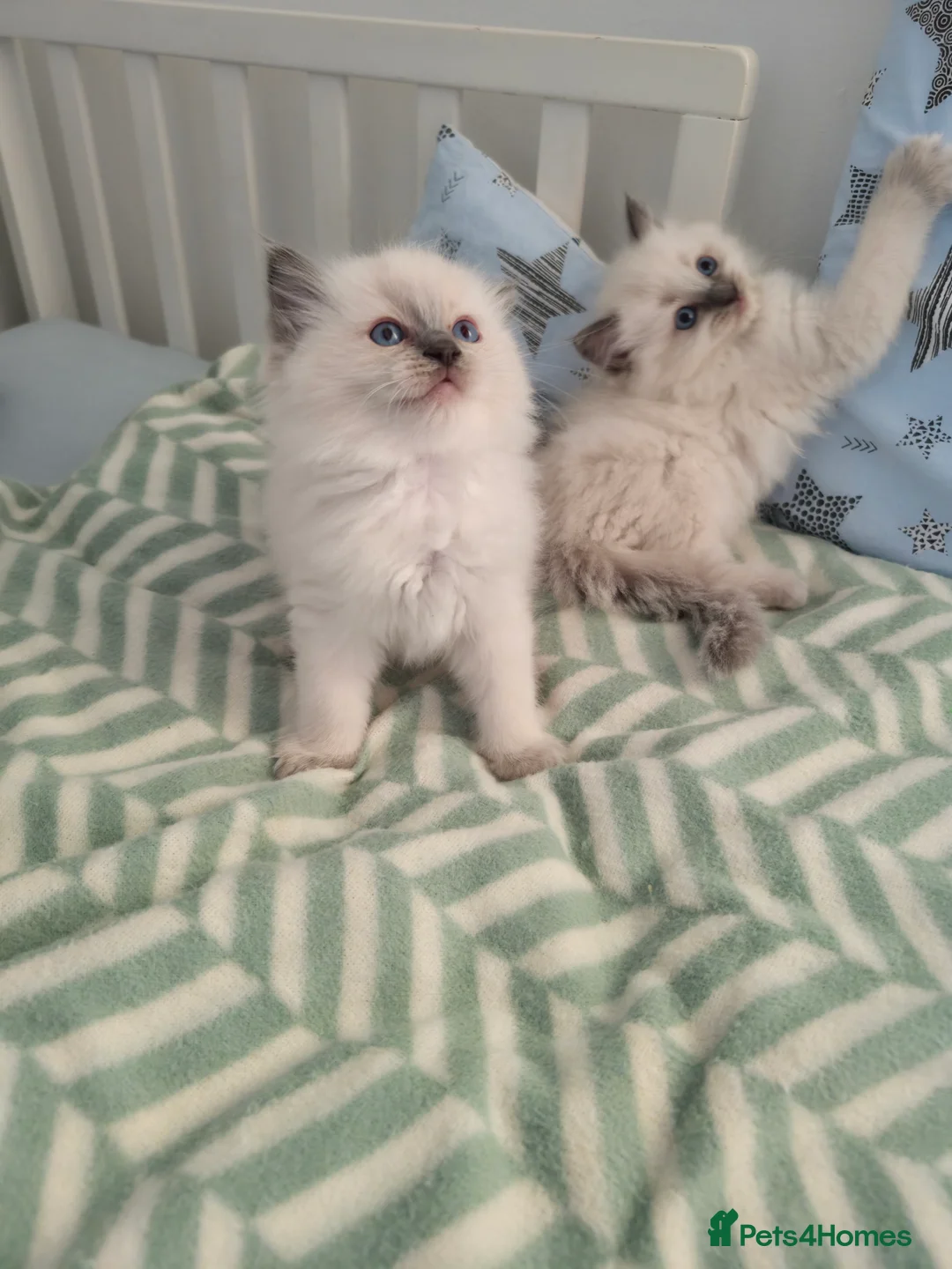 Ragdoll cats for sale:  Ragdoll (TYPE) kittens for sale - Advert 2