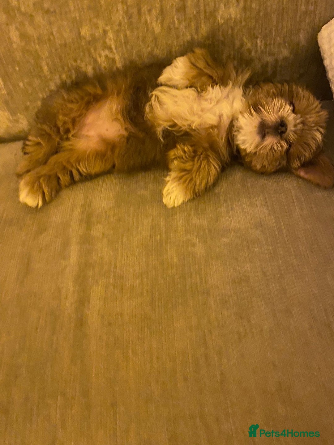 Shih Tzu dogs for sale: Last little girl available  - Advert 4