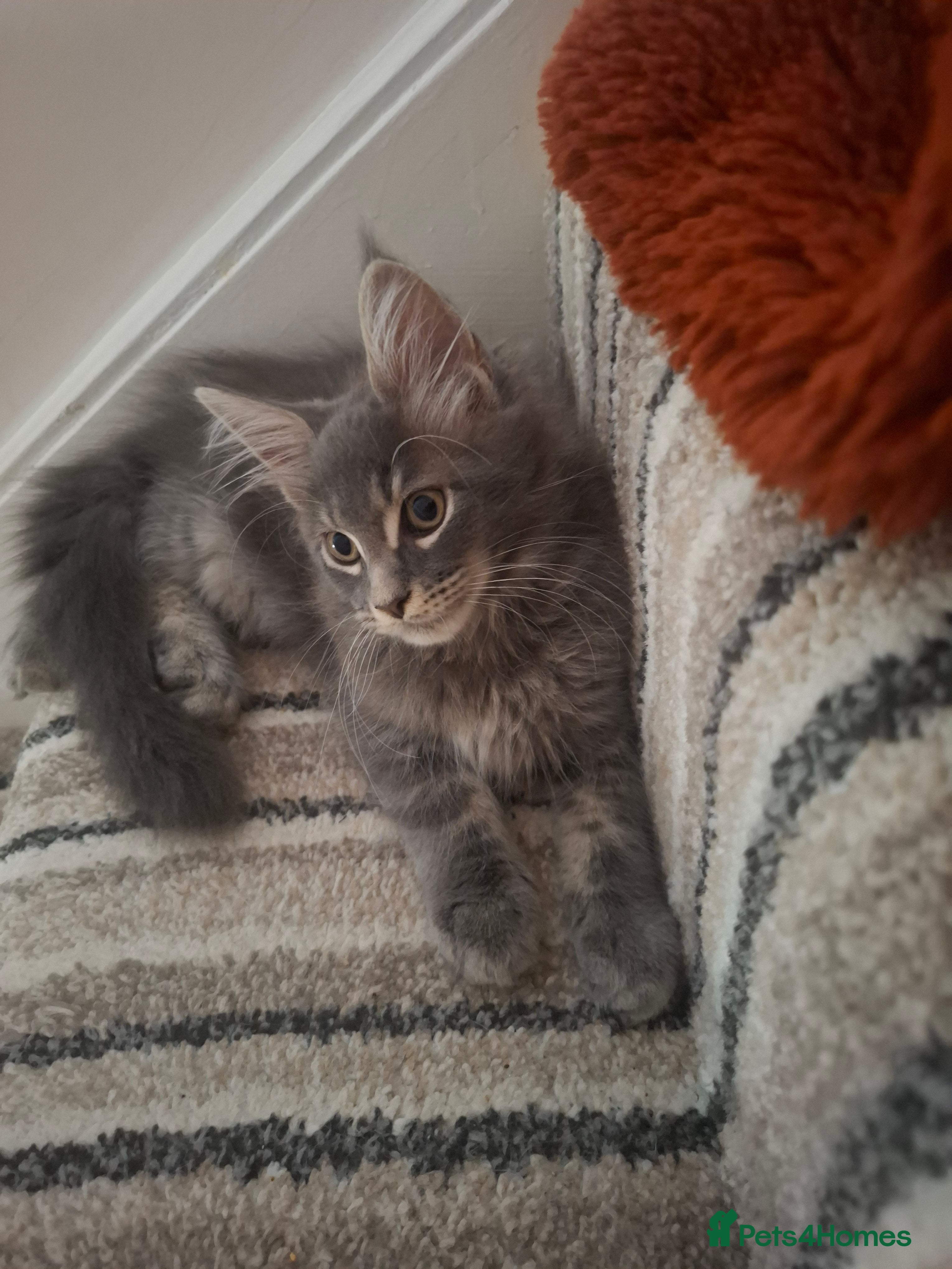 Maine Coon cats Tica registered Maine coon boy - Advert 2