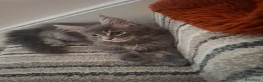 Bilbo