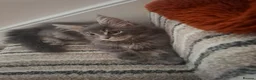 Maine Coon cats for sale: Tica registered Maine coon boy - Advert 2