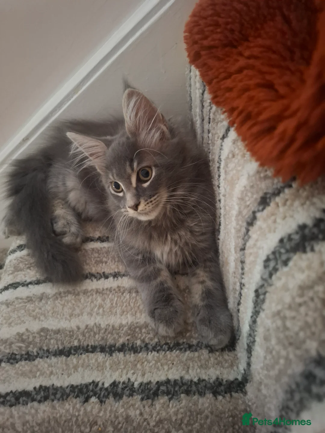 Maine Coon cats for sale: Tica registered Maine coon boy - Advert 2
