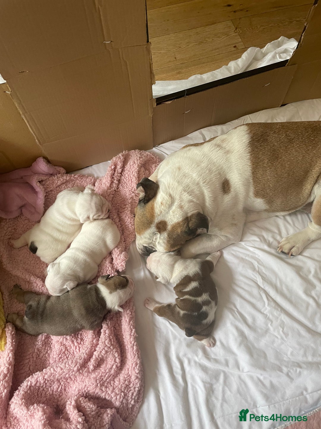 English Bulldog dogs for sale: 4 KC English Bulldog Puppies  - Image 1