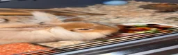Lionhead rabbits for sale: Two female lion headed rabbits in Blackburn - Advert 2
