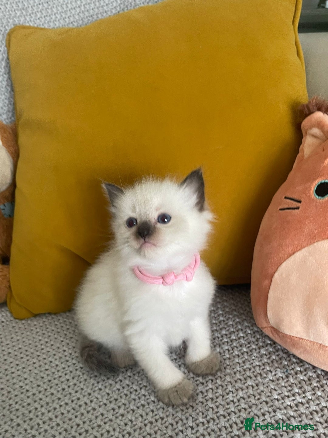 Ragdoll cats for sale: GCCF Ragdoll Kittens - Image 8