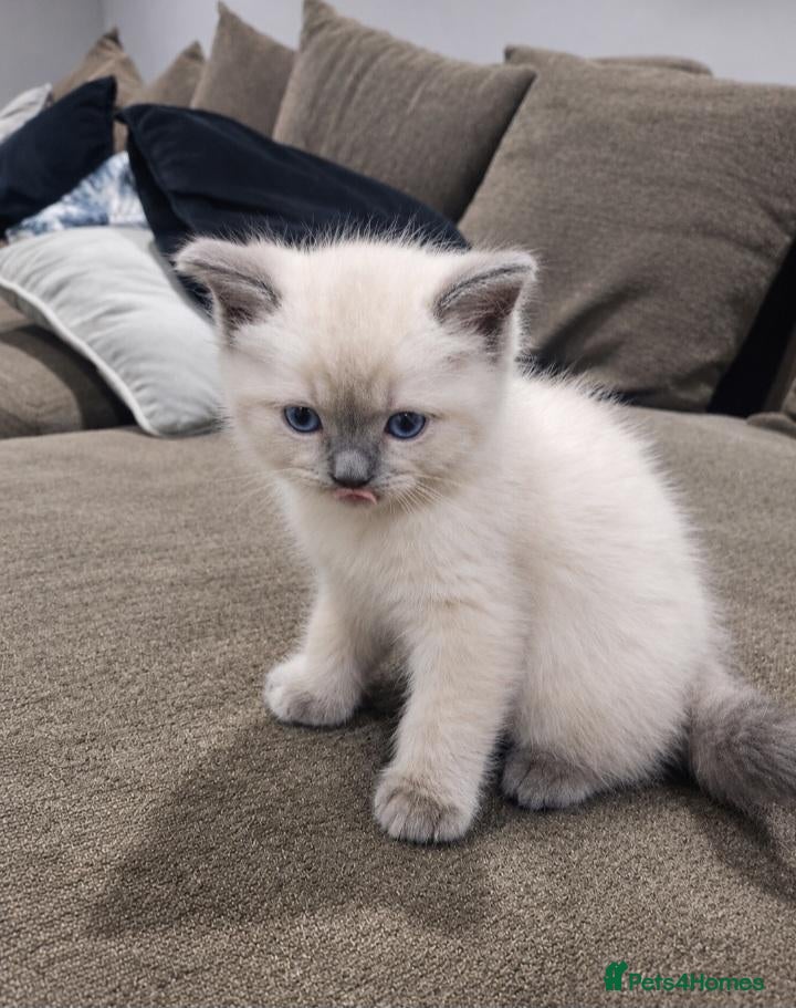 Ragdoll cats for sale: 🏆🥇Champion Bloodline🧸😻Ragdolls💖 - Advert 2