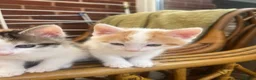 Mixed Breed cats for sale: Male ginger and white kitten - Advert 12