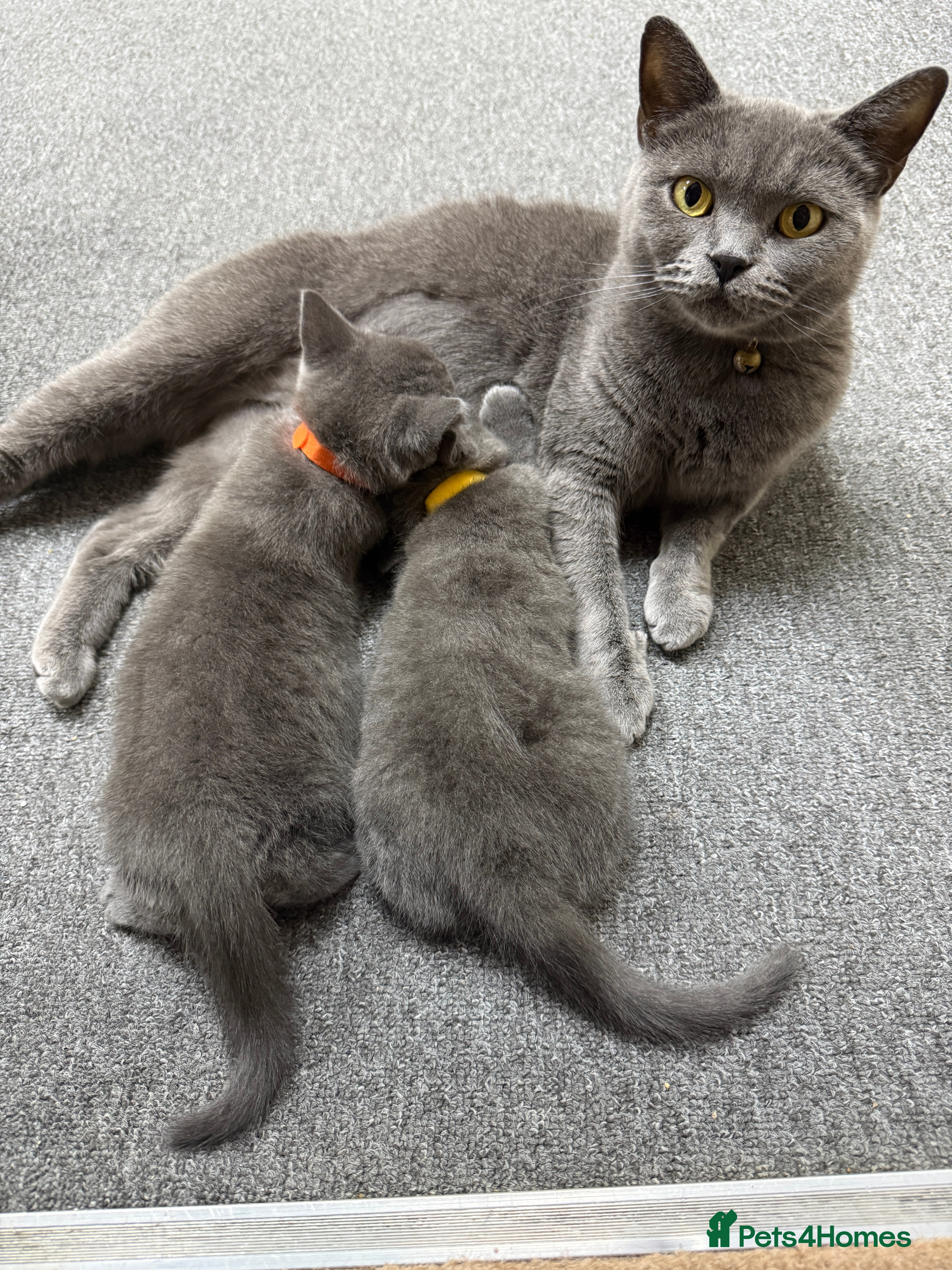 British Shorthair cats Gorgeous British Shorthair Kittens - Advert 9