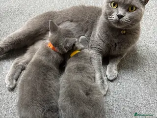 British Shorthair cats Gorgeous British Shorthair Kittens - Advert 9