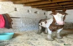 Irish Cob horses for sale: 5 yo skewbald cob 13.3 hh  - Image 7