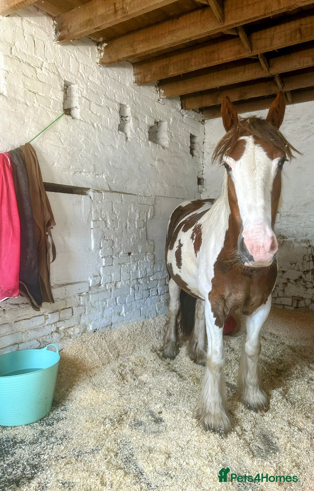Irish Cob horses for sale: 5 yo skewbald cob 13.3 hh  - Image 7
