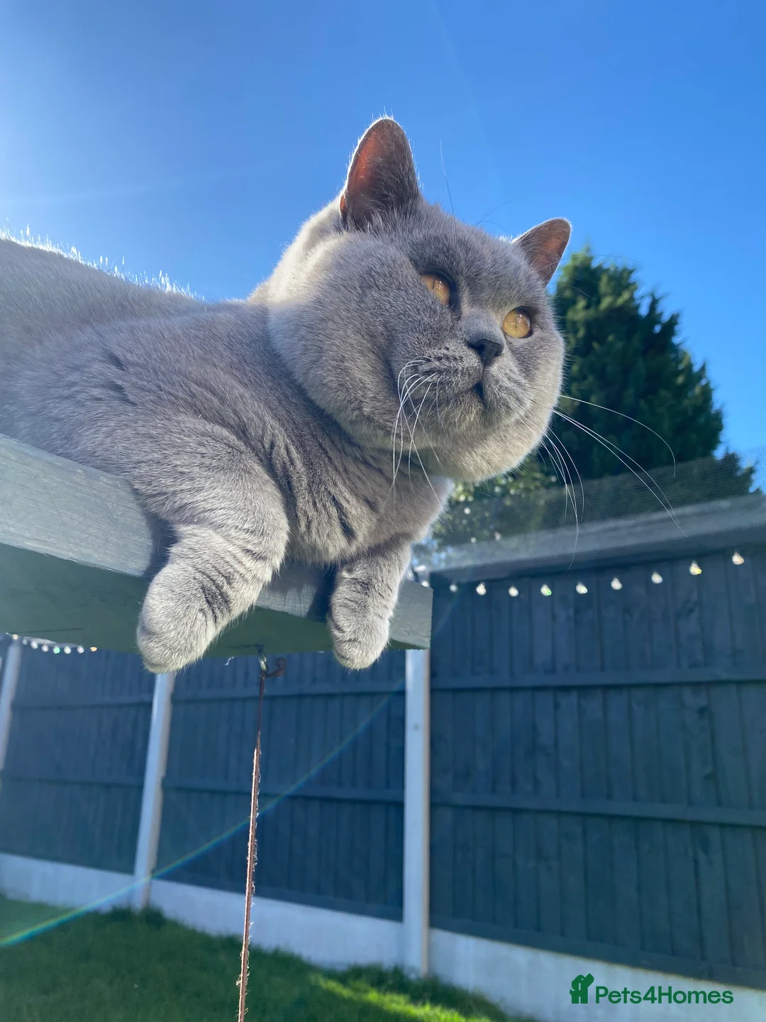 British Shorthair cats for stud: 💙 Top quality studs Derby blue cinnamon fawn 💙 in Derby - Advert 2