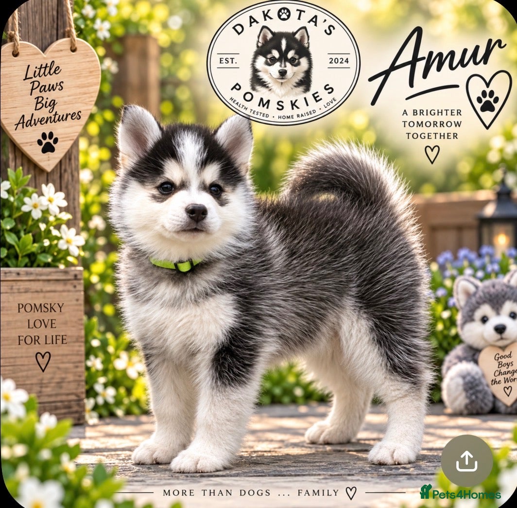 Pomsky dogs Stunning F3 Pomsky Puppies - Advert 1