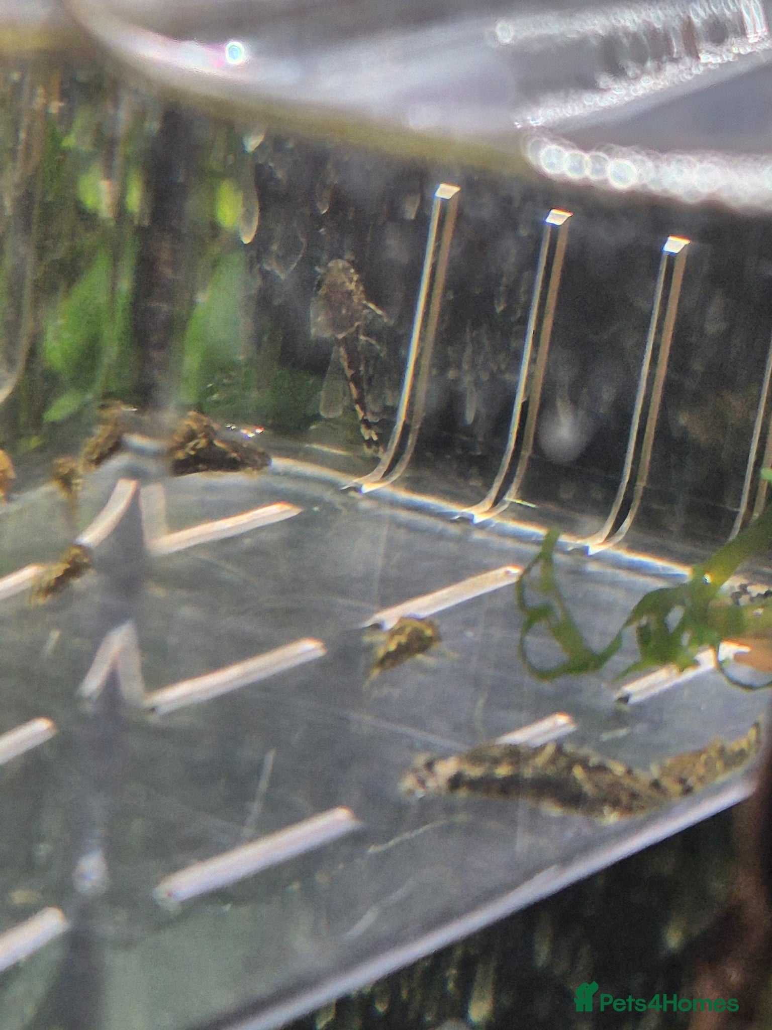 Plecos fish Bristlenose Pleco babies - Advert 7