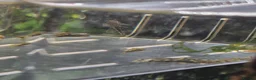 Plecos fish for sale: Bristlenose Pleco babies - Advert 1