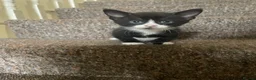 Mixed Breed cats for sale: The kittens are ready for new home  in London - Advert 14
