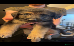 Mixed Breed dogs for sale: German shepherd/golden retriever  in Swadlincote - Image 23