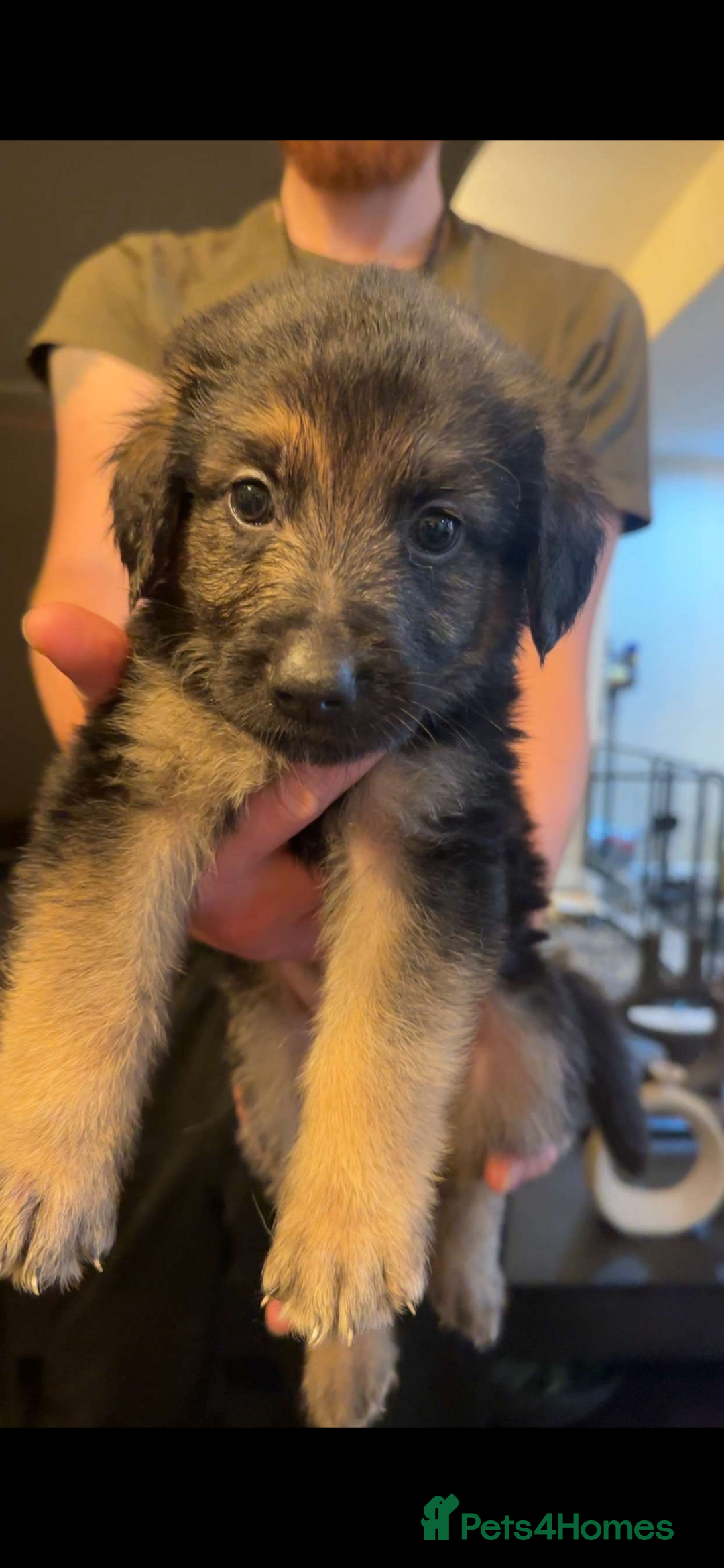 Mixed Breed dogs for sale: German shepherd/golden retriever  in Swadlincote - Image 23