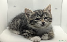 Mixed Breed cats for sale: Beautiful mix breed kittens  - Image 12