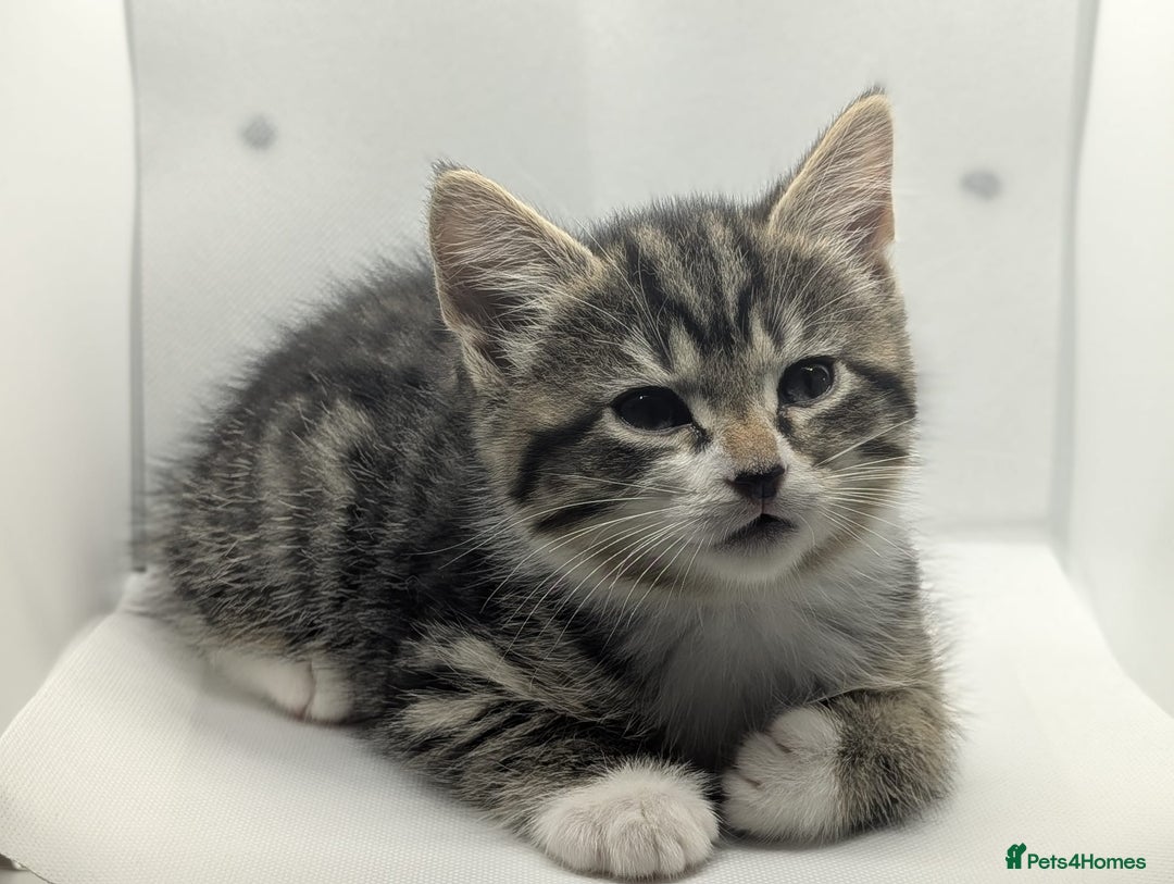 Mixed Breed cats for sale: Beautiful mix breed kittens  - Image 12