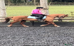 Riding pony horses for sale: 12.3 hands chestnut gelding  - Image 9