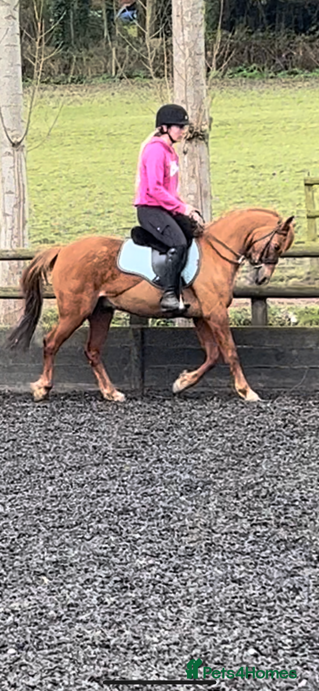 Riding pony horses for sale: 12.3 hands chestnut gelding  - Image 9