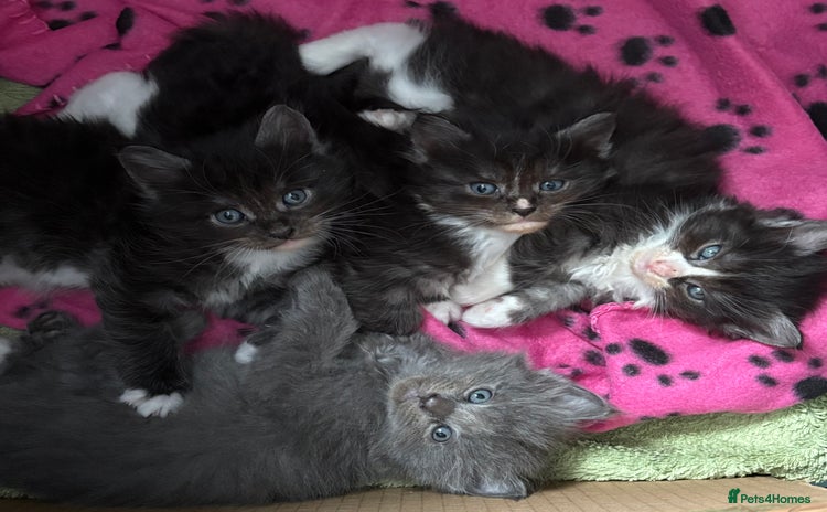 Mixed Breed cats - Advert 12
