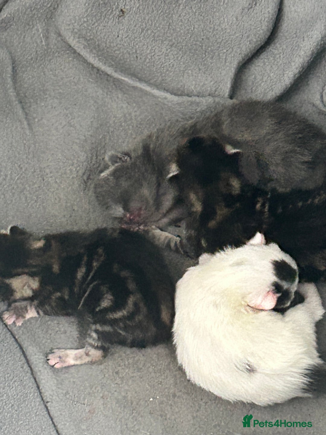 Mixed Breed cats for sale: 4 beautiful kittens looking for forever homes - Image 12