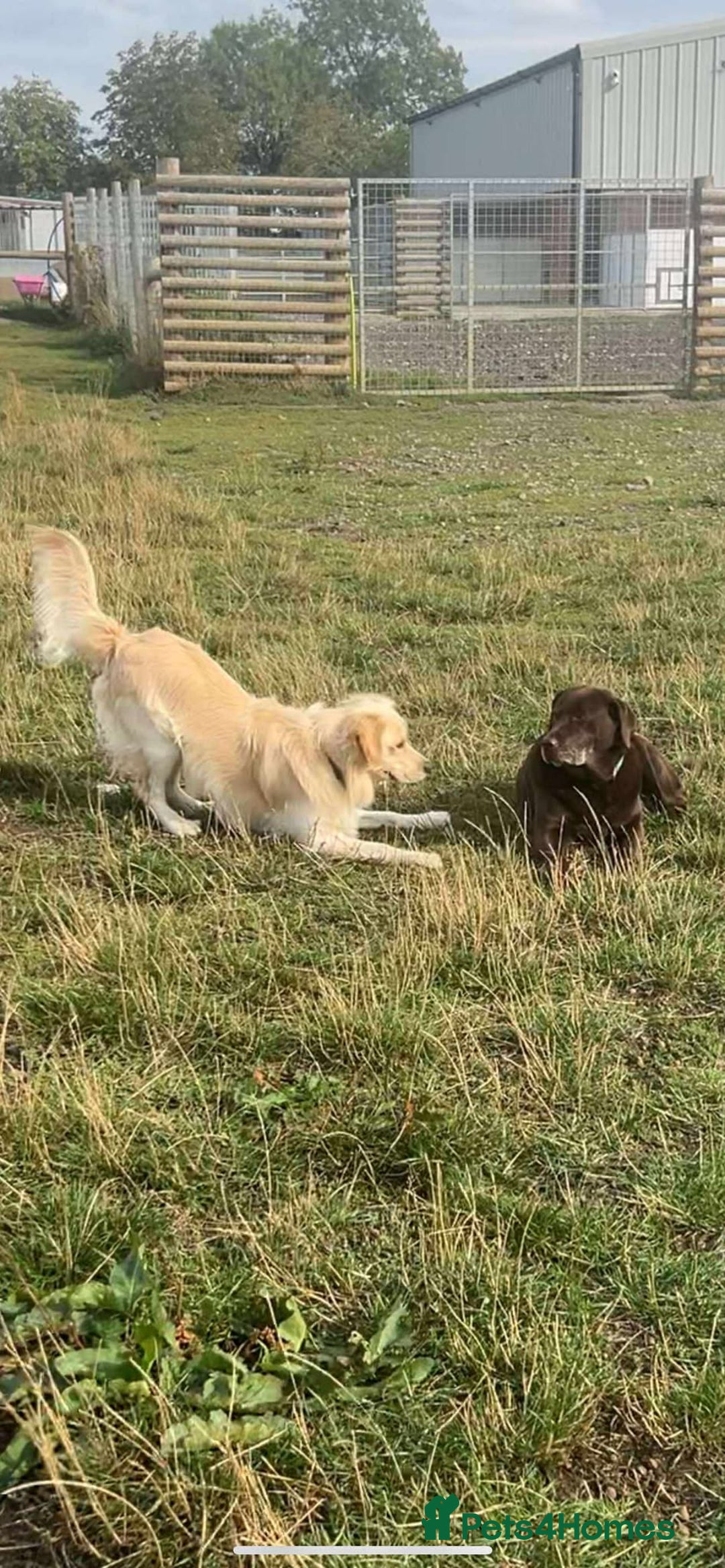 Mixed Breed dogs for adoption: CLIVE - Advert 5