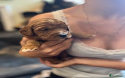 Double Doodle dogs for sale: Miniature GOLDENDOODLE puppies - Image 3
