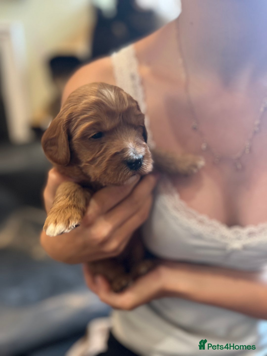 Double Doodle dogs for sale: Miniature GOLDENDOODLE puppies - Image 3