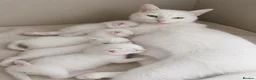 Turkish Angora cats for sale: Pure white kitten!! - Advert 6