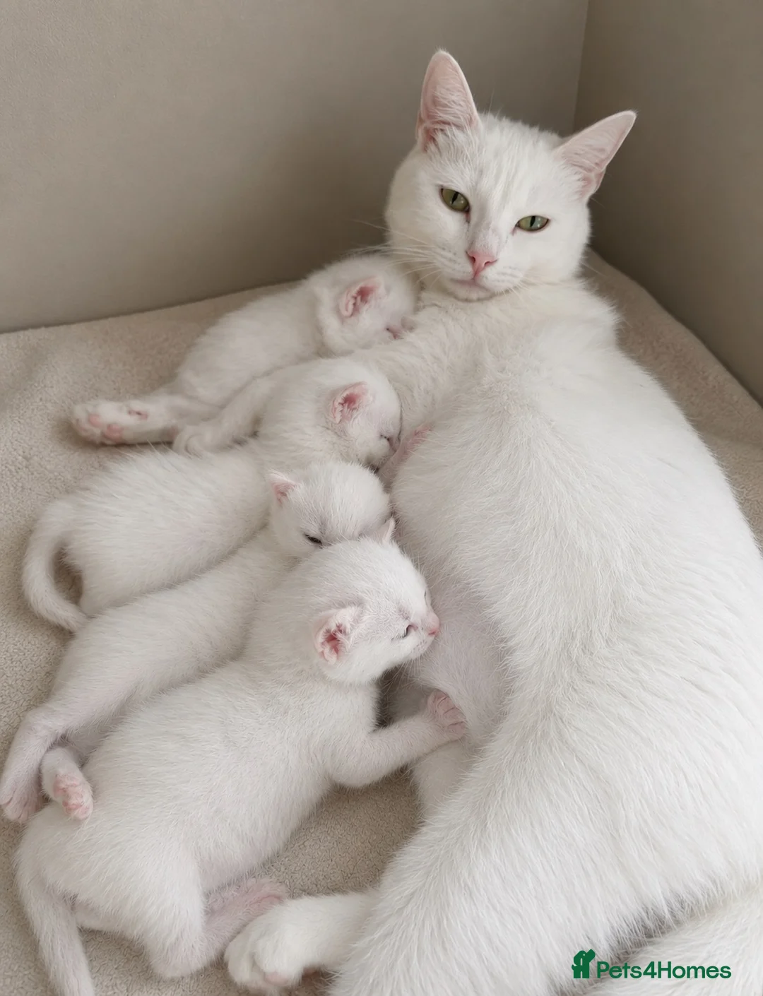 Turkish Angora cats for sale: Pure white kitten!! - Advert 6