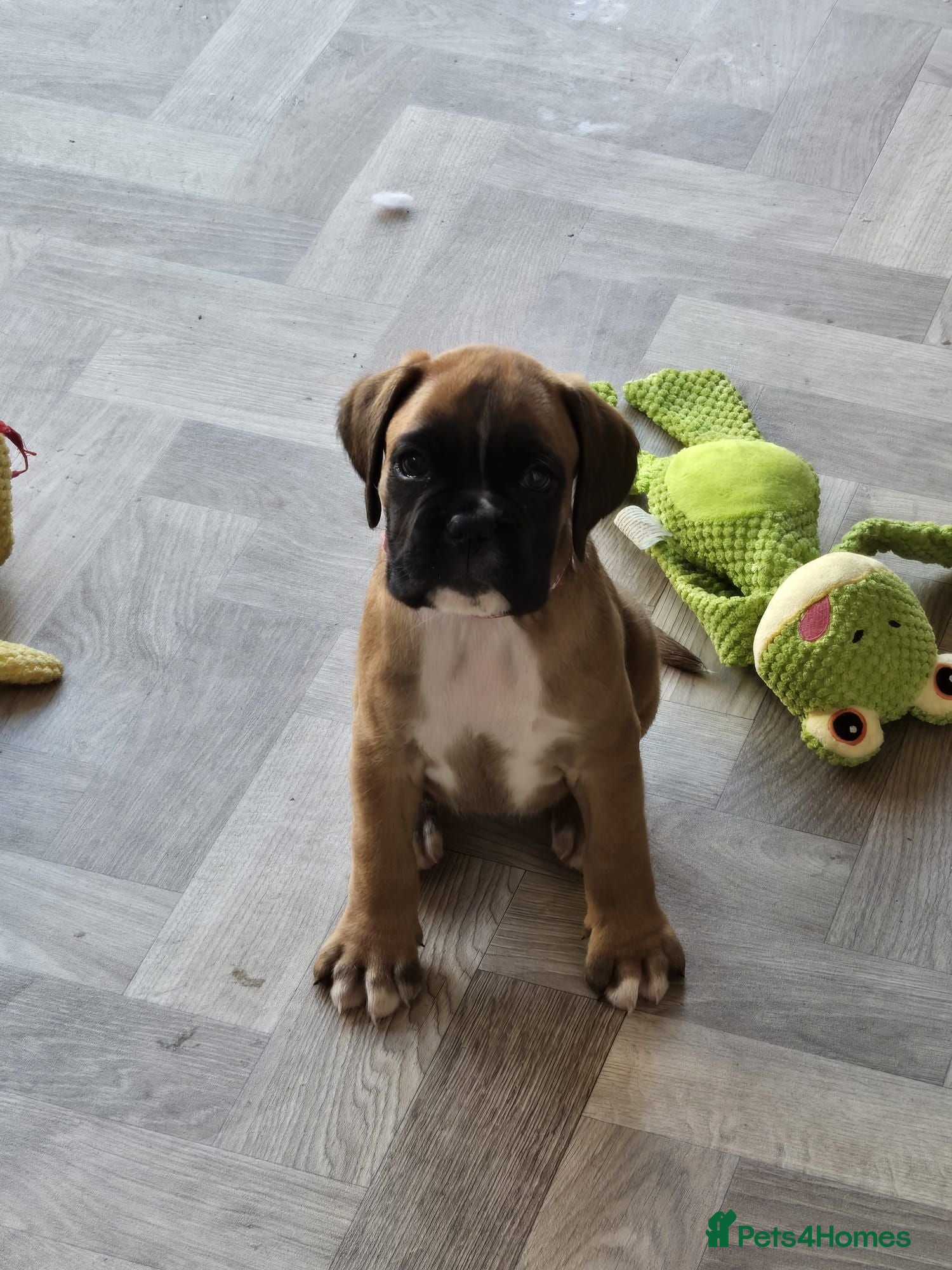 Boxer dogs Boxer Puppies Ready soon - Advert 2