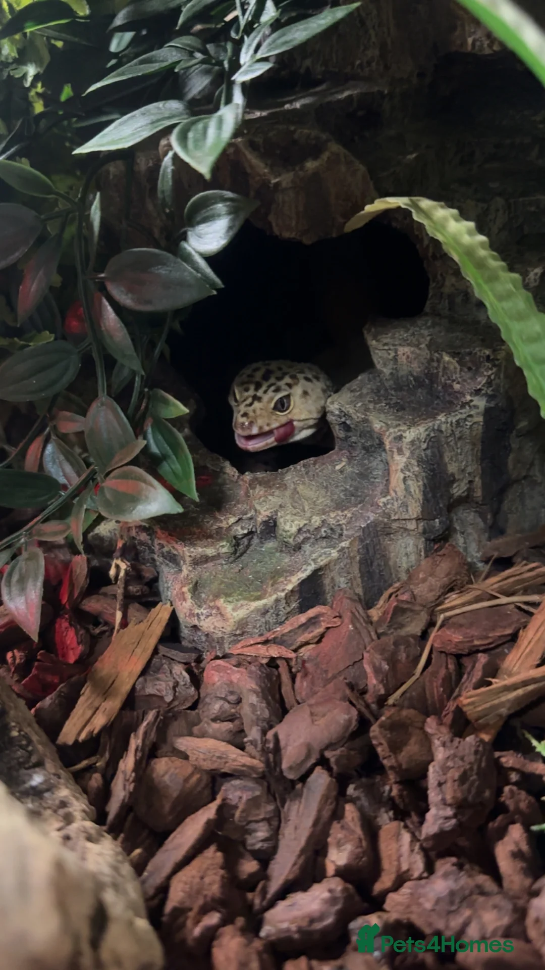 Gecko reptiles for sale: Leopard gecko and tank for sale in Brighouse - Advert 8