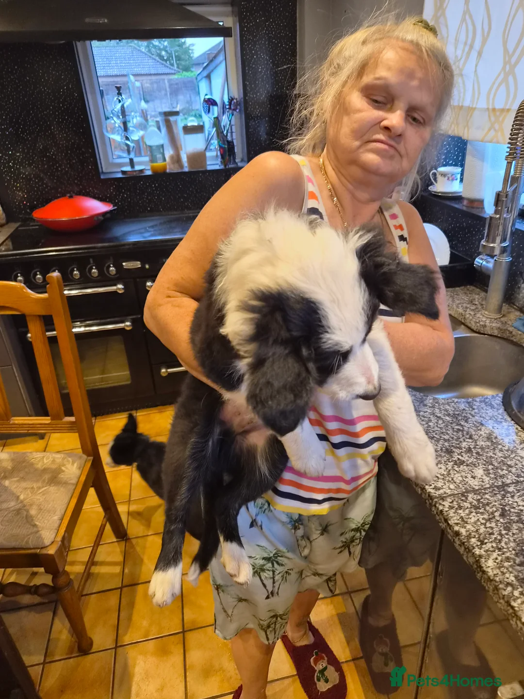 Border Collie dogs for sale: Boarder collie  - Advert 2