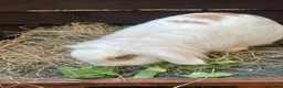 Mini Lop rabbits for sale: Adult Females + Males & Baby Male Rabbits  - Advert 9