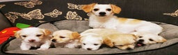 Mixed Breed dogs for sale: Bichon Frisee/Maltese.  - Advert 1