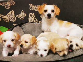 Mixed Breed dogs Bichon Frisee/Maltese. - Advert 16