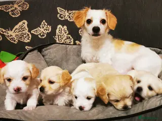 Mixed Breed dogs Bichon Frisee/Maltese. - Advert 4