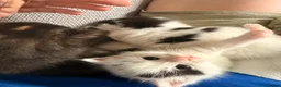 Mixed Breed cats for sale: 3 stunning British shorthair x Turkish van kittens in Rochdale - Advert 8