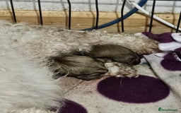 Zuchon dogs for sale: Shichon/Zuchon male puppy - Image 4