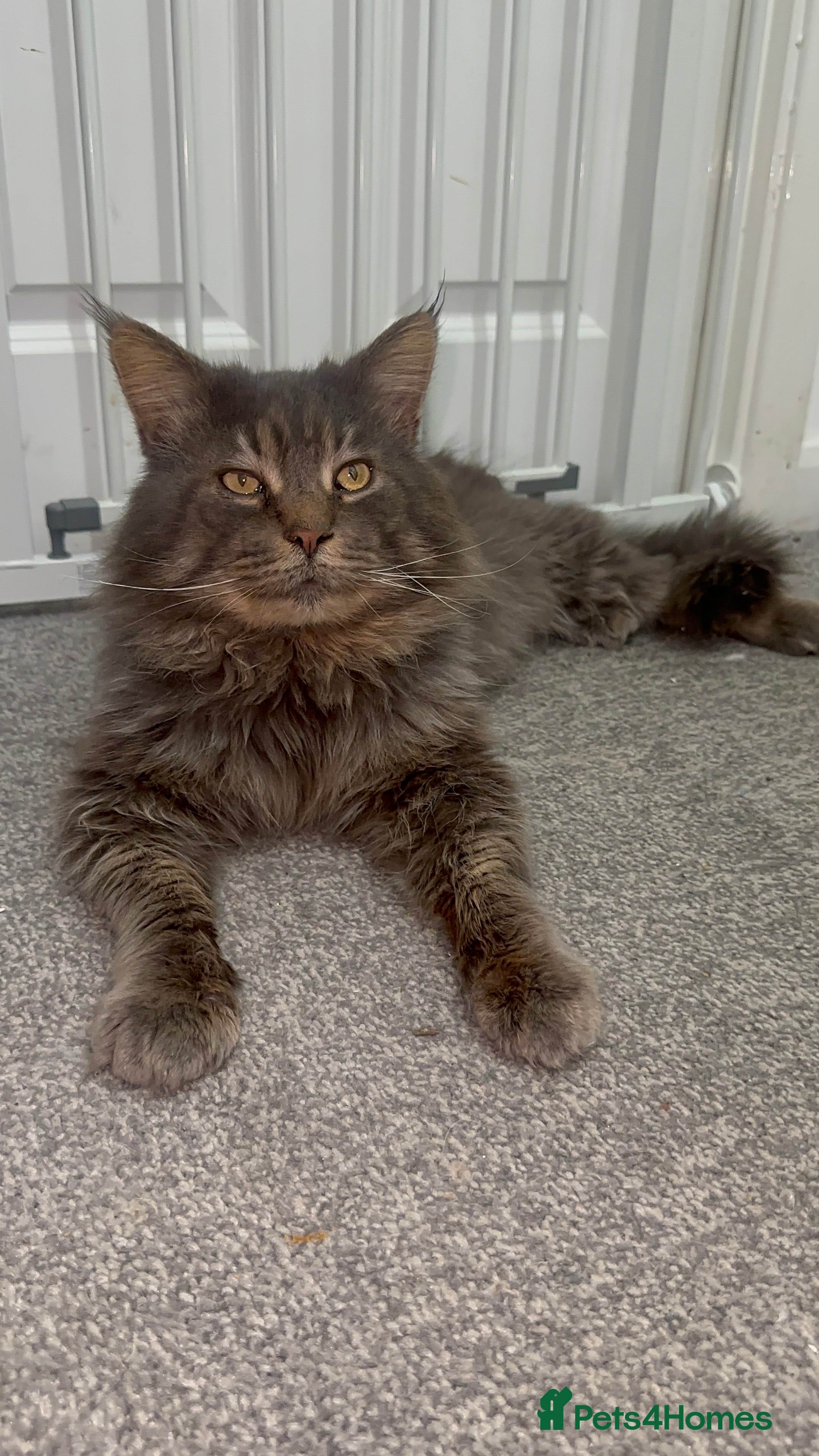 Maine Coon cats TICA Active Champion male STUD - Advert 2