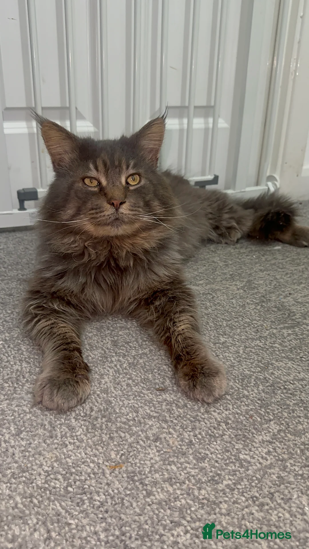 Maine Coon cats for stud: TICA Active Champion male STUD - Advert 2