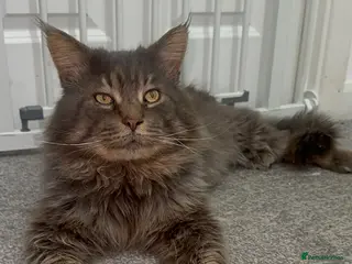 Maine Coon cats TICA Active Champion male STUD - Advert 2