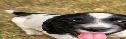English Springer Spaniel dogs for sale: KC Registered Black & White ESS Puppies in Ludlow - Advert 4