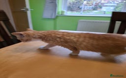 Mixed Breed cats for sale: 9 week old kittens available  - Image 17