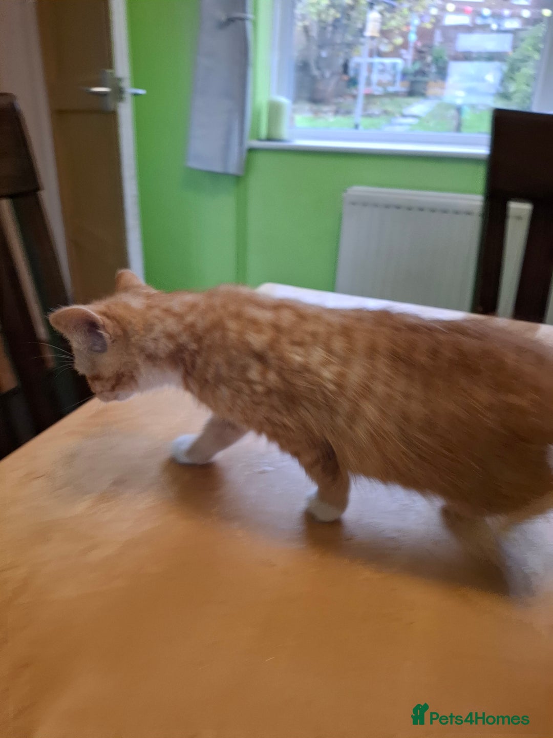 Mixed Breed cats for sale: 9 week old kittens available  - Image 17