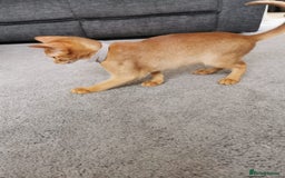 Abyssinian cats for sale: Available NOW 🤩Abyssinian kittens 😍 in Lincoln - Image 16