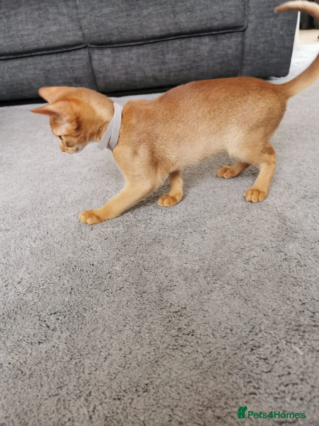 Abyssinian cats for sale: Available NOW 🤩Abyssinian kittens 😍 in Lincoln - Image 16